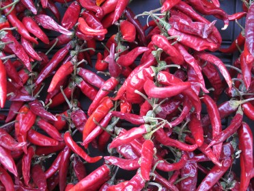 Macaristan_SzentendreKirmiziBiber