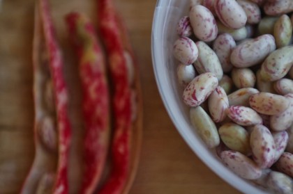 TazeBarbunya_Hazirlik